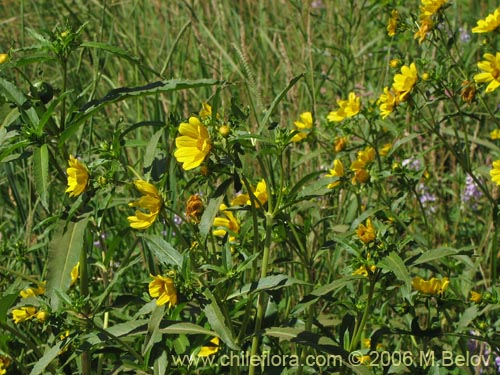 Image of Asteraceae sp. #1882 (). Click to enlarge parts of image.