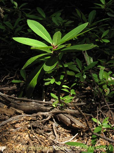 Image of Drimys winteri (Canelo / Fuñe / Boighe / Boique). Click to enlarge parts of image.