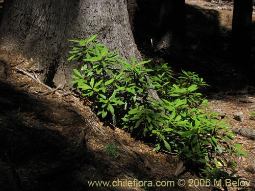 Image of Drimys winteri (Canelo / Fuñe / Boighe / Boique). Click to enlarge parts of image.