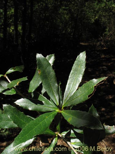 Image of Berberis serratodentata (Michay / Berberis / Calafate). Click to enlarge parts of image.