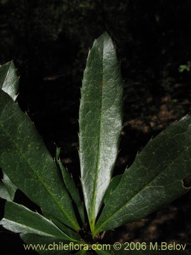 Image of Berberis serratodentata (Michay / Berberis / Calafate). Click to enlarge parts of image.