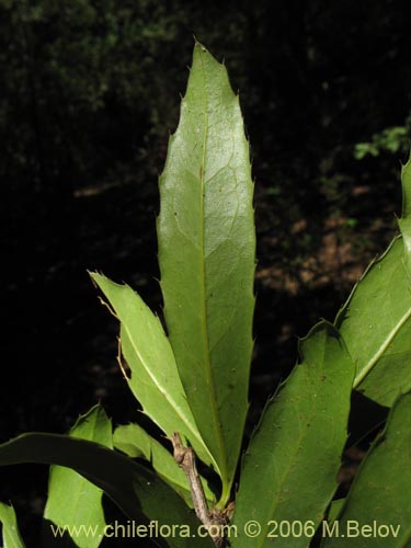 Image of Berberis serratodentata (Michay / Berberis / Calafate). Click to enlarge parts of image.