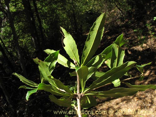 Image of Berberis serratodentata (Michay / Berberis / Calafate). Click to enlarge parts of image.