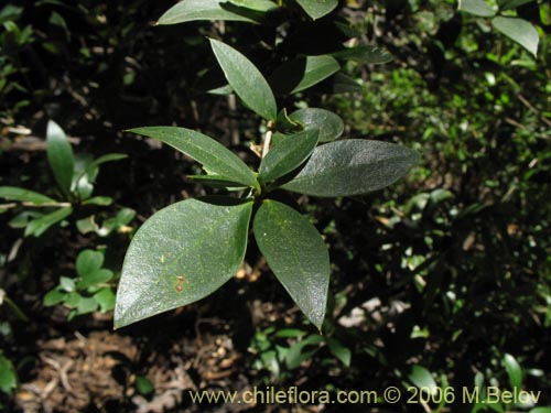 Image of Berberis serratodentata (Michay / Berberis / Calafate). Click to enlarge parts of image.