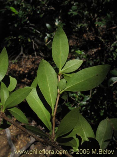 Фотография Berberis serratodentata (Michay / Berberis / Calafate). Щелкните, чтобы увеличить вырез.