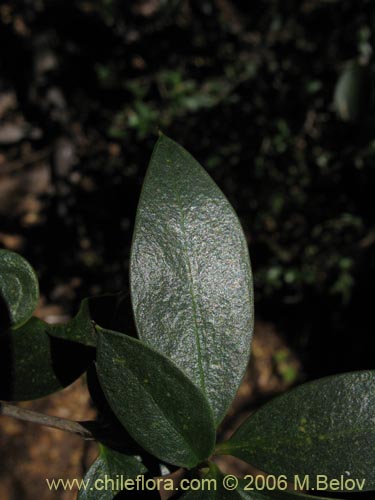 Bild von Berberis serratodentata (Michay / Berberis / Calafate). Klicken Sie, um den Ausschnitt zu vergrössern.