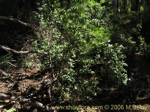 Image of Berberis serratodentata (Michay / Berberis / Calafate). Click to enlarge parts of image.