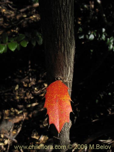 Bild von Berberis serratodentata (Michay / Berberis / Calafate). Klicken Sie, um den Ausschnitt zu vergrössern.