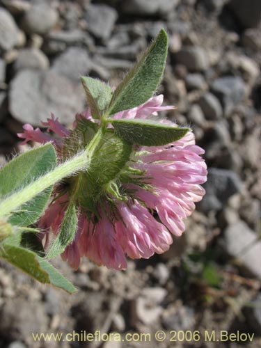Bild von Trifolium sp.   #1554 (Trebol rosado / Trebol morado / Trebol de prado). Klicken Sie, um den Ausschnitt zu vergrössern.