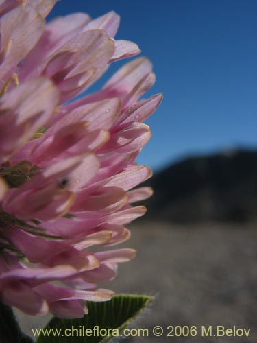Фотография Trifolium sp.   #1554 (Trebol rosado / Trebol morado / Trebol de prado). Щелкните, чтобы увеличить вырез.