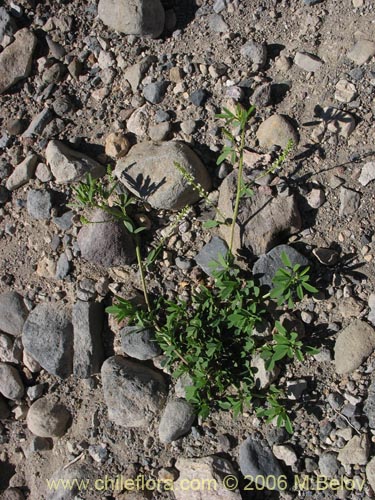 Image of Melilotus albus (Trbol de color blanco). Click to enlarge parts of image.