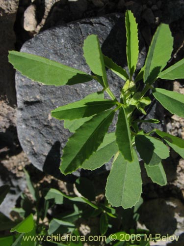 Bild von Melilotus albus (Trébol de color blanco). Klicken Sie, um den Ausschnitt zu vergrössern.