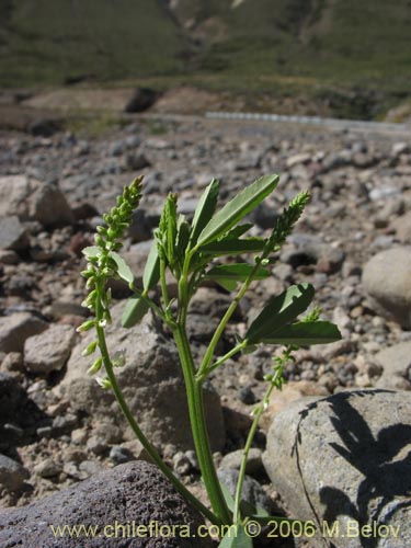 Image of Melilotus albus (Trbol de color blanco). Click to enlarge parts of image.