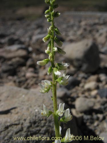 Bild von Melilotus albus (Trébol de color blanco). Klicken Sie, um den Ausschnitt zu vergrössern.