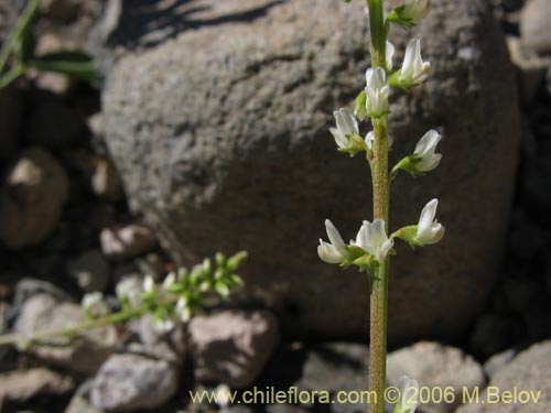 Bild von Melilotus albus (Trébol de color blanco). Klicken Sie, um den Ausschnitt zu vergrössern.