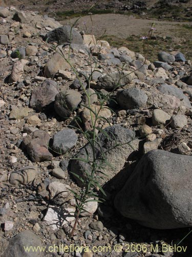 Imágen de Epilobium sp. #1480 (). Haga un clic para aumentar parte de imágen.