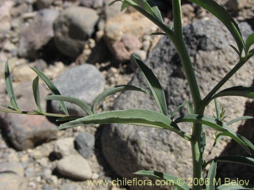 Image of Epilobium sp. #1480 (). Click to enlarge parts of image.