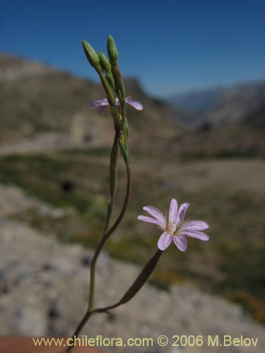 Epilobium sp. #1480의 사진