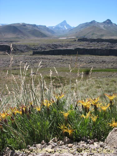 Image of Mutisia linearifolia (Clavel del campo). Click to enlarge parts of image.