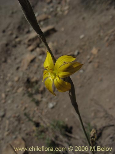 Image of Sisyrinchium arenarium (Ñuño / Huilmo amarillo). Click to enlarge parts of image.