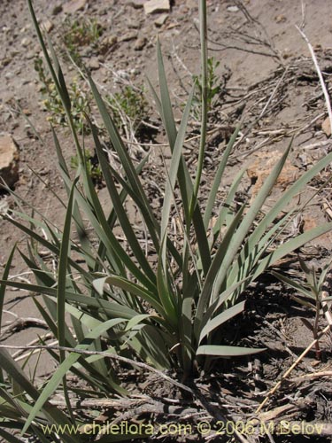 Imágen de Sisyrinchium arenarium (Ñuño / Huilmo amarillo). Haga un clic para aumentar parte de imágen.