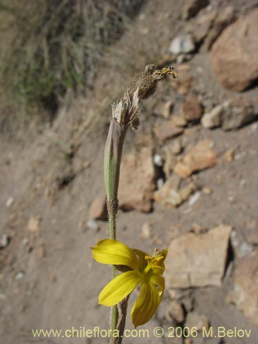 Image of Sisyrinchium arenarium (Ñuño / Huilmo amarillo). Click to enlarge parts of image.