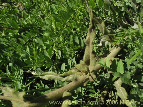 Leucheria gilliesiiの写真