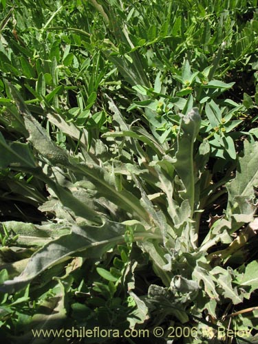 Image of Leucheria gilliesii (Leucheria). Click to enlarge parts of image.
