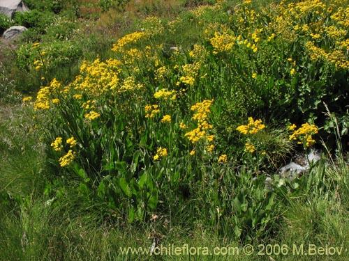 Image of Senecio fistulosus (Hualtata). Click to enlarge parts of image.