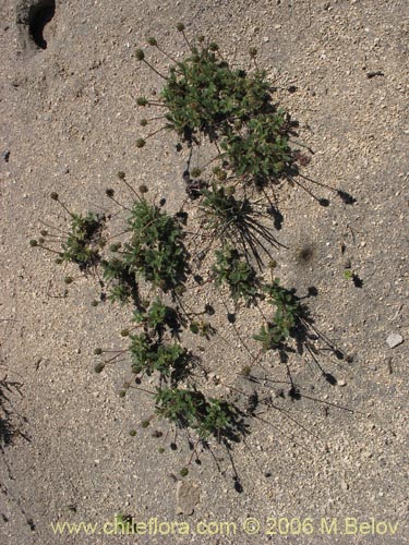 Imágen de Acaena leptacantha (Pimpinela). Haga un clic para aumentar parte de imágen.