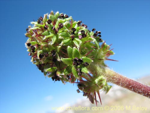 Bild von Acaena leptacantha (Pimpinela). Klicken Sie, um den Ausschnitt zu vergrössern.