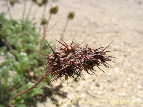 Imágen de Acaena leptacantha (Pimpinela). Haga un clic para aumentar parte de imágen.