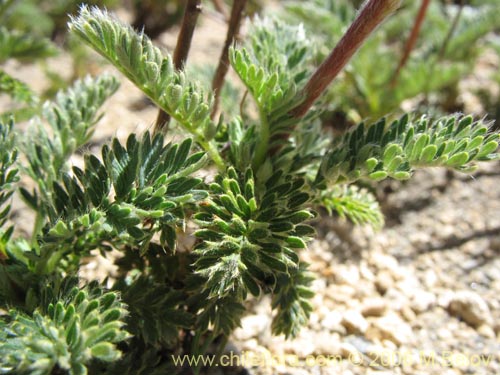 Bild von Acaena leptacantha (Pimpinela). Klicken Sie, um den Ausschnitt zu vergrössern.