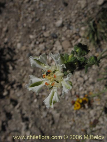 Фотография Loasa filicifolia (Ortiga macho). Щелкните, чтобы увеличить вырез.