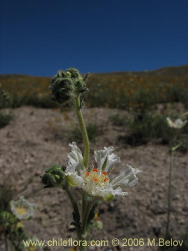 Imágen de Loasa filicifolia (Ortiga macho). Haga un clic para aumentar parte de imágen.