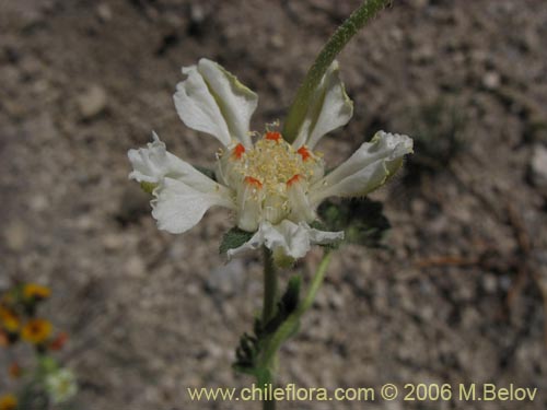 Фотография Loasa filicifolia (Ortiga macho). Щелкните, чтобы увеличить вырез.