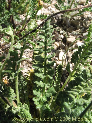 Bild von Loasa filicifolia (Ortiga macho). Klicken Sie, um den Ausschnitt zu vergrössern.