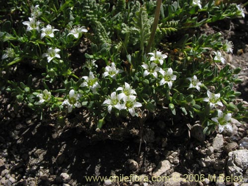 Фотография Escallonia virgata (Mata negra / Meki). Щелкните, чтобы увеличить вырез.