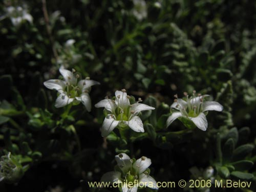 Escallonia virgataの写真