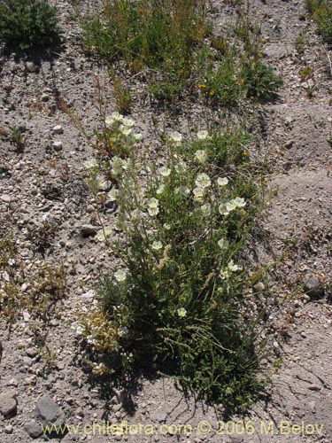 Фотография Loasa filicifolia (Ortiga macho). Щелкните, чтобы увеличить вырез.