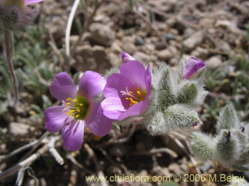 Image of Portulacaceae sp. #2369 (). Click to enlarge parts of image.