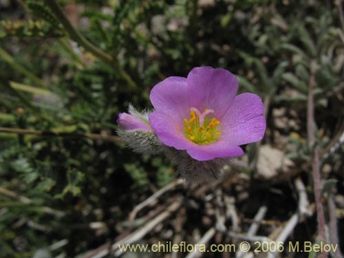 Portulacaceae sp. #2369の写真