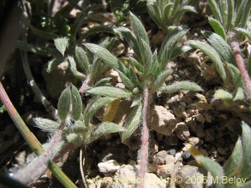 Imágen de Portulacaceae sp. #2369 (). Haga un clic para aumentar parte de imágen.