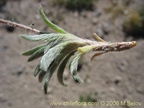 Bild von Portulacaceae sp. #2369 (). Klicken Sie, um den Ausschnitt zu vergrössern.