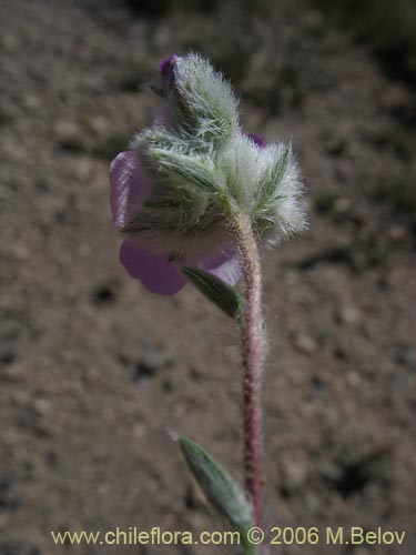 Image of Unidentified Plant sp. #2369 (). Click to enlarge parts of image.