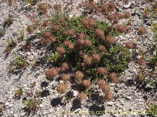 Фотография Acaena leptacantha (Pimpinela). Щелкните, чтобы увеличить вырез.