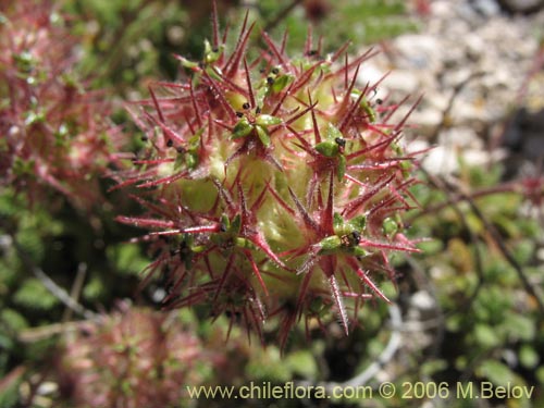 Image of Acaena leptacantha (Pimpinela). Click to enlarge parts of image.