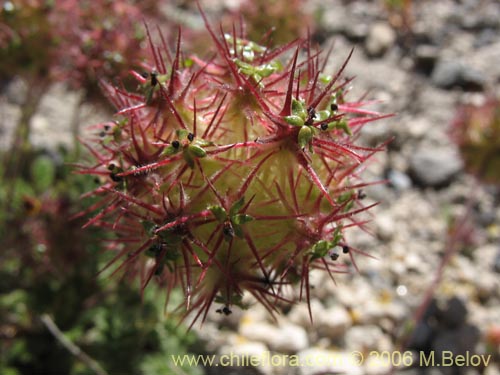 Фотография Acaena leptacantha (Pimpinela). Щелкните, чтобы увеличить вырез.