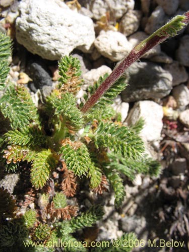 Imágen de Acaena leptacantha (Pimpinela). Haga un clic para aumentar parte de imágen.