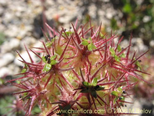 Image of Acaena leptacantha (Pimpinela). Click to enlarge parts of image.